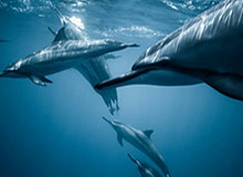 九游体育-武汉新添二将泰山不敢大意 自认次回合绝非走过场